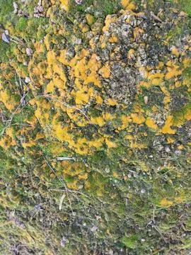 Fungi,lichen and algae Foto stock