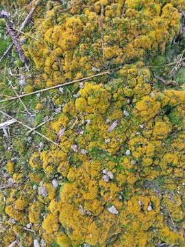 Fungi,lichen and algae Stock Photos