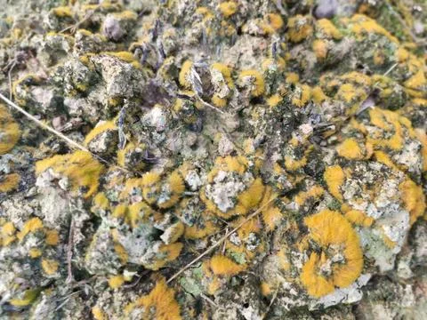 Fungi,lichen and algae Stock Photos