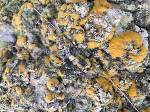 Fungi,lichen and algae Stock Photos