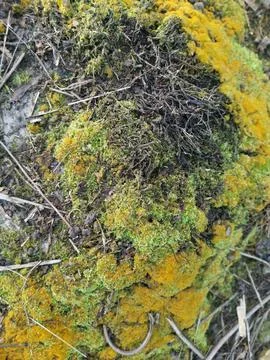 Fungi,lichen and algae Stock Photos