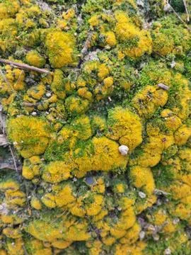 Fungi,lichen and algae Stock Photos