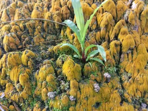 Fungi,lichen and algae Stock Photos