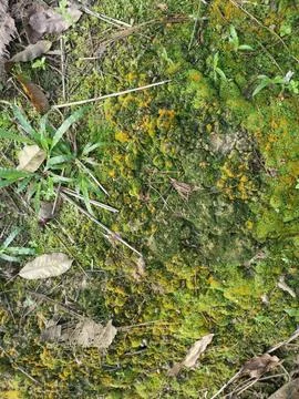 Fungi,lichen and algae Stock Photos