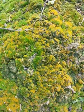 Fungi,lichen and algae Foto stock