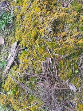 Fungi,lichen and algae Stock Photos