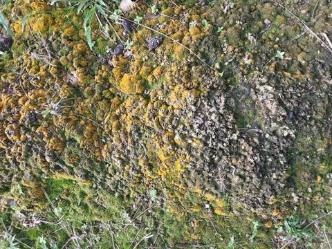 Fungi,lichen and algae Stock Photos