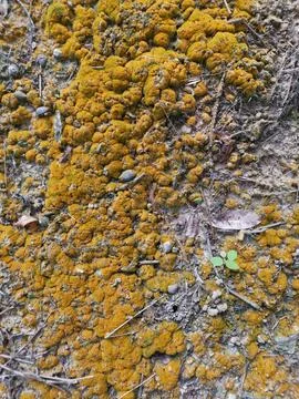 Fungi,lichen and algae Stock Photos