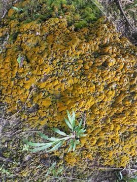 Fungi,lichen and algae Stock Photos