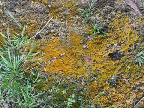 Fungi,lichen and algae Foto stock