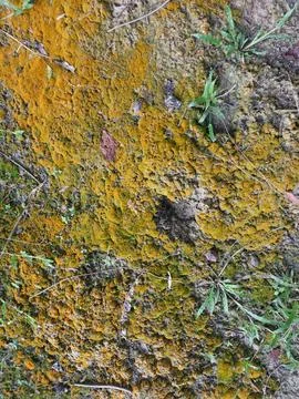 Fungi,lichen and algae Stock Photos