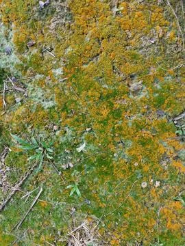 Fungi,lichen and algae Stock Photos
