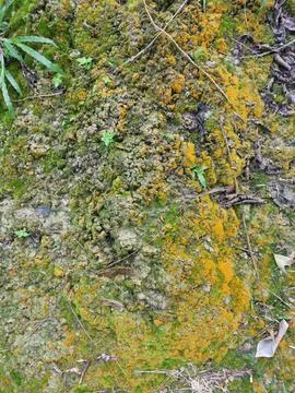 Fungi,lichen and algae Stock Photos