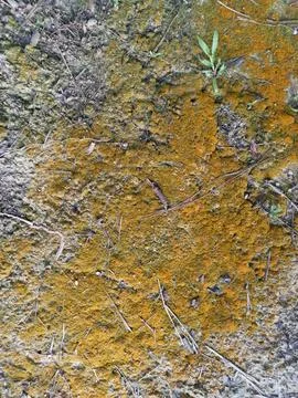 Fungi,lichen and algae Foto stock