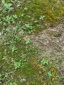 Fungi,lichen and algae Foto stock