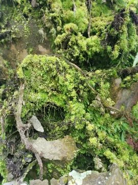 Fungi,lichen and algae Stock Photos