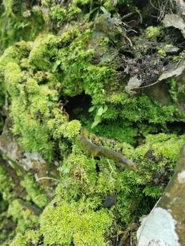 Fungi,lichen and algae Stock Photos