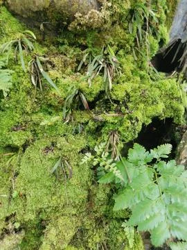 Fungi,lichen and algae 스톡 사진