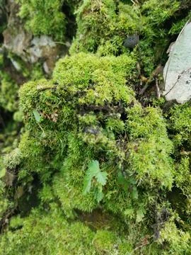 Fungi,lichen and algae Stock Photos
