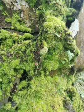 Fungi,lichen and algae Stock Photos