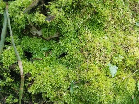 Fungi,lichen and algae Foto stock