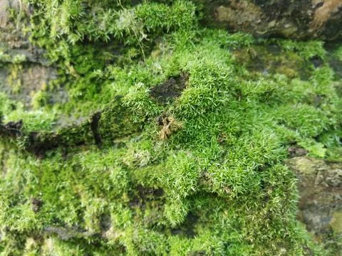 Fungi,lichen and algae Foto stock