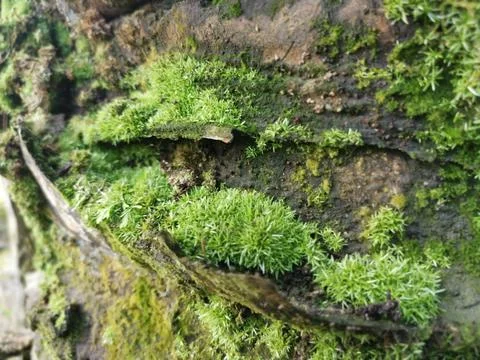 Fungi,lichen and algae Stock Photos