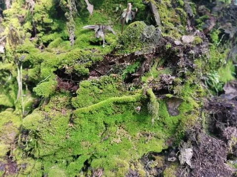 Fungi,lichen and algae Stock Photos