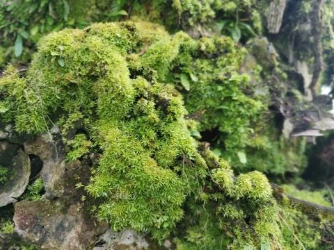 Fungi,lichen and algae Foto stock
