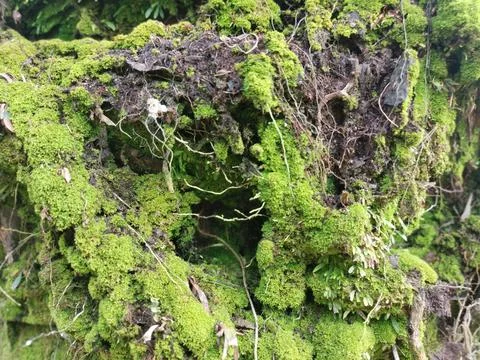 Fungi,lichen and algae 스톡 사진