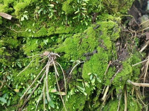 Fungi,lichen and algae Stock Photos
