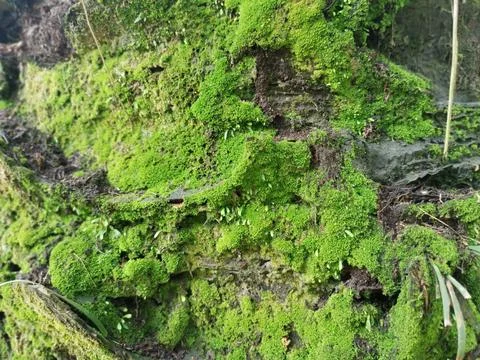 Fungi,lichen and algae Stock Photos