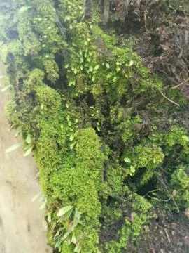 Fungi,lichen and algae Foto stock