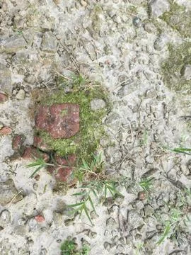 Fungi,lichen and algae Foto stock