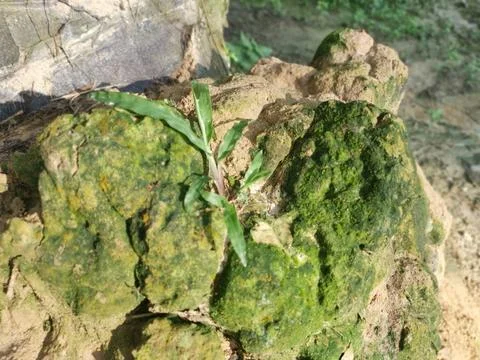 Fungi,lichen and algae Stock Photos