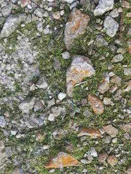 Fungi,lichen and algae Stock Photos
