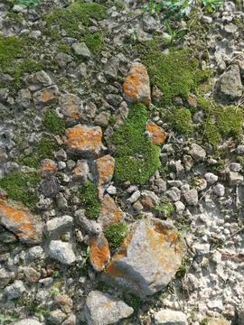  fungi,lichen and algae Stock Photos