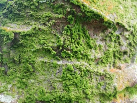  fungi,lichen and algae Stock Photos