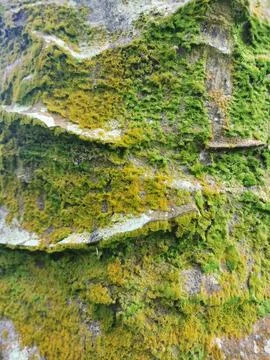  fungi,lichen and algae Stock Photos