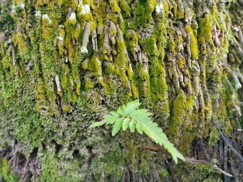  fungi,lichen and algae Stock Photos
