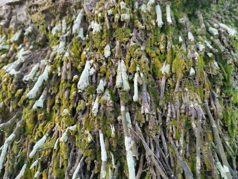  fungi,lichen and algae Stock Photos