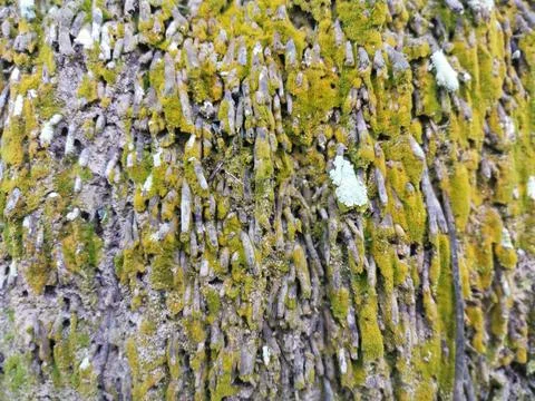  fungi,lichen and algae Stock Photos
