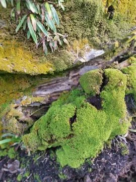  fungi,lichen and algae Stock Photos