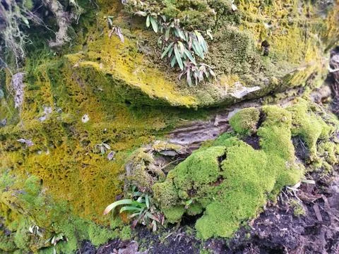  fungi,lichen and algae Stock Photos