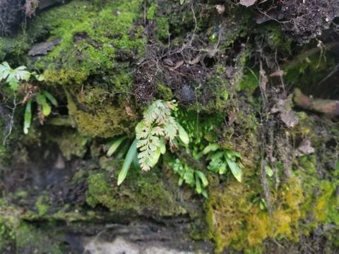  fungi,lichen and algae Stock Photos