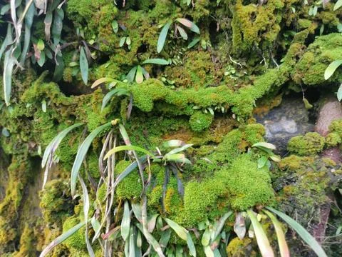  fungi,lichen and algae Stock Photos