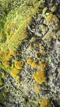  fungi,lichen and algae Stock Photos
