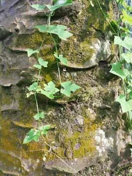  fungi,lichen and algae Stock Photos
