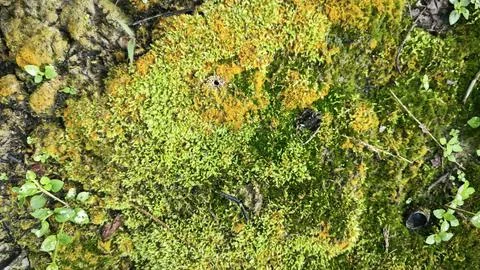  fungi,lichen and algae Stock Photos