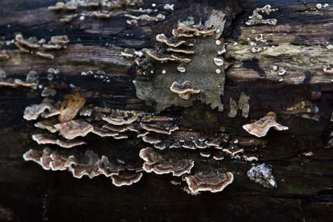 Fungus 2 Stock Photos